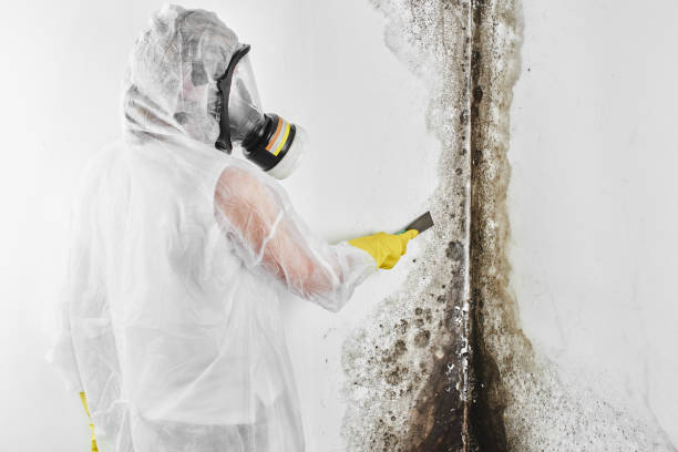 Best Toxic Mold Removal  in Exeter, PA