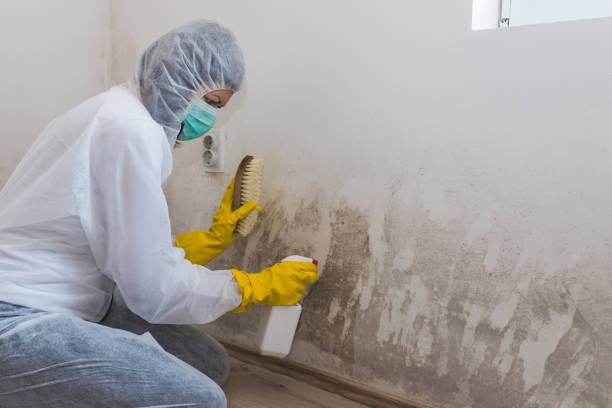 Professional Mold Removal in Exeter, PA