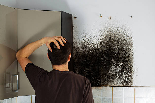 Certified Mold Removal in Exeter, PA
